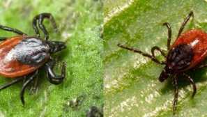 Все про taiga ticks: як захистити себе від галочки -борного енцефаліту та інших захворювань, переданих цими паразитами